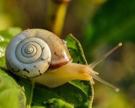 A snail is crawling on a green leaf.