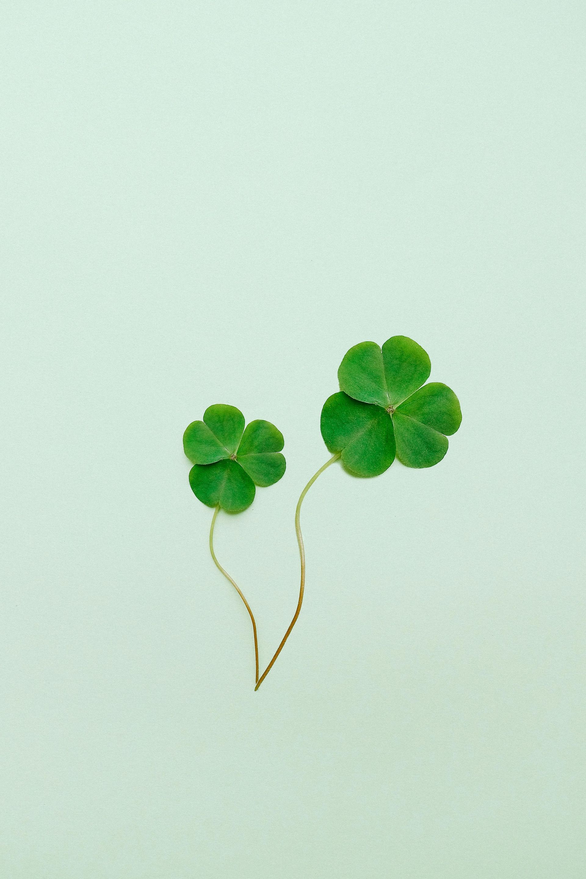 Two green four leaf clovers on a white background.