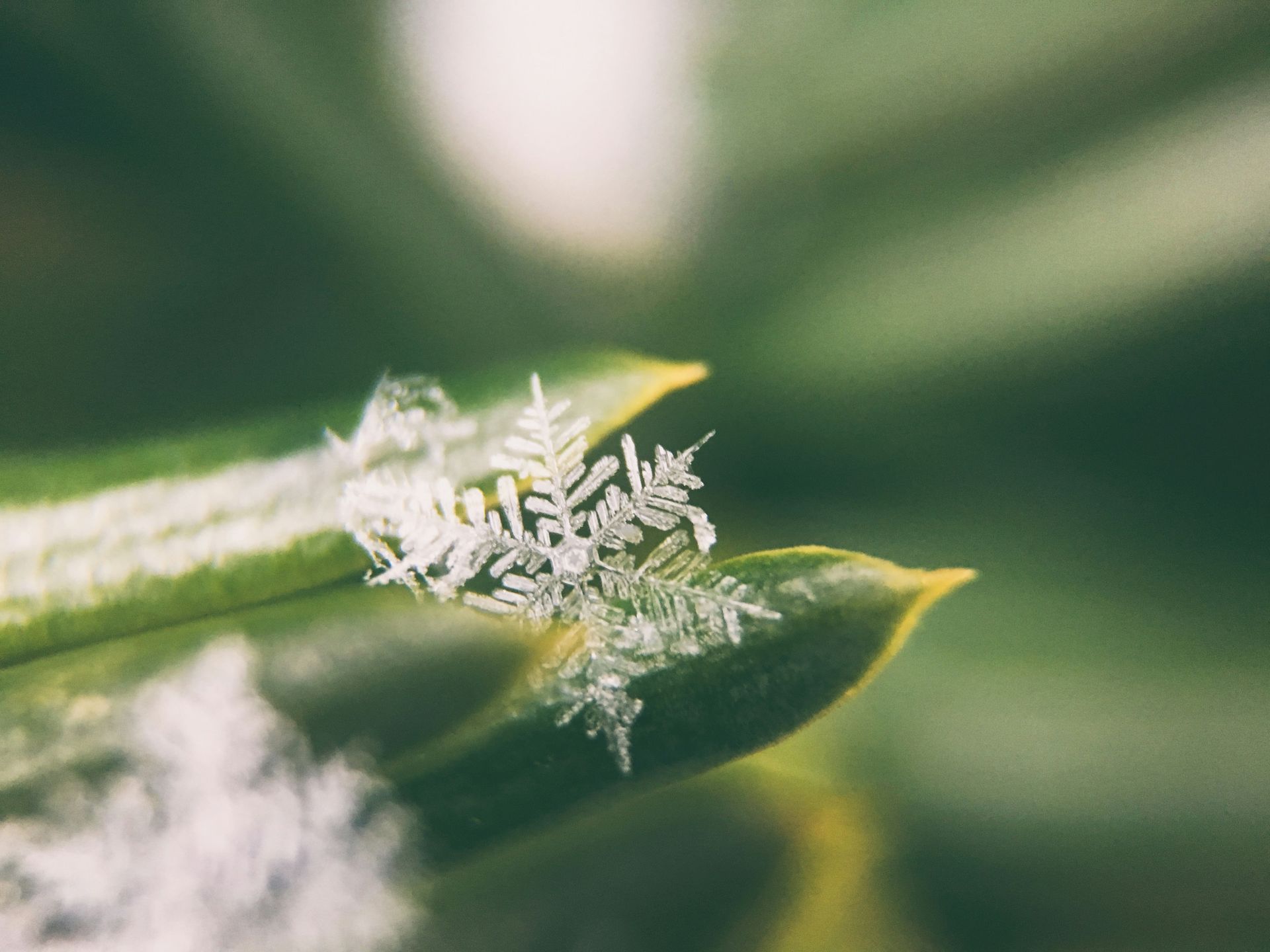 A close up of a snowflake on a green leaf.