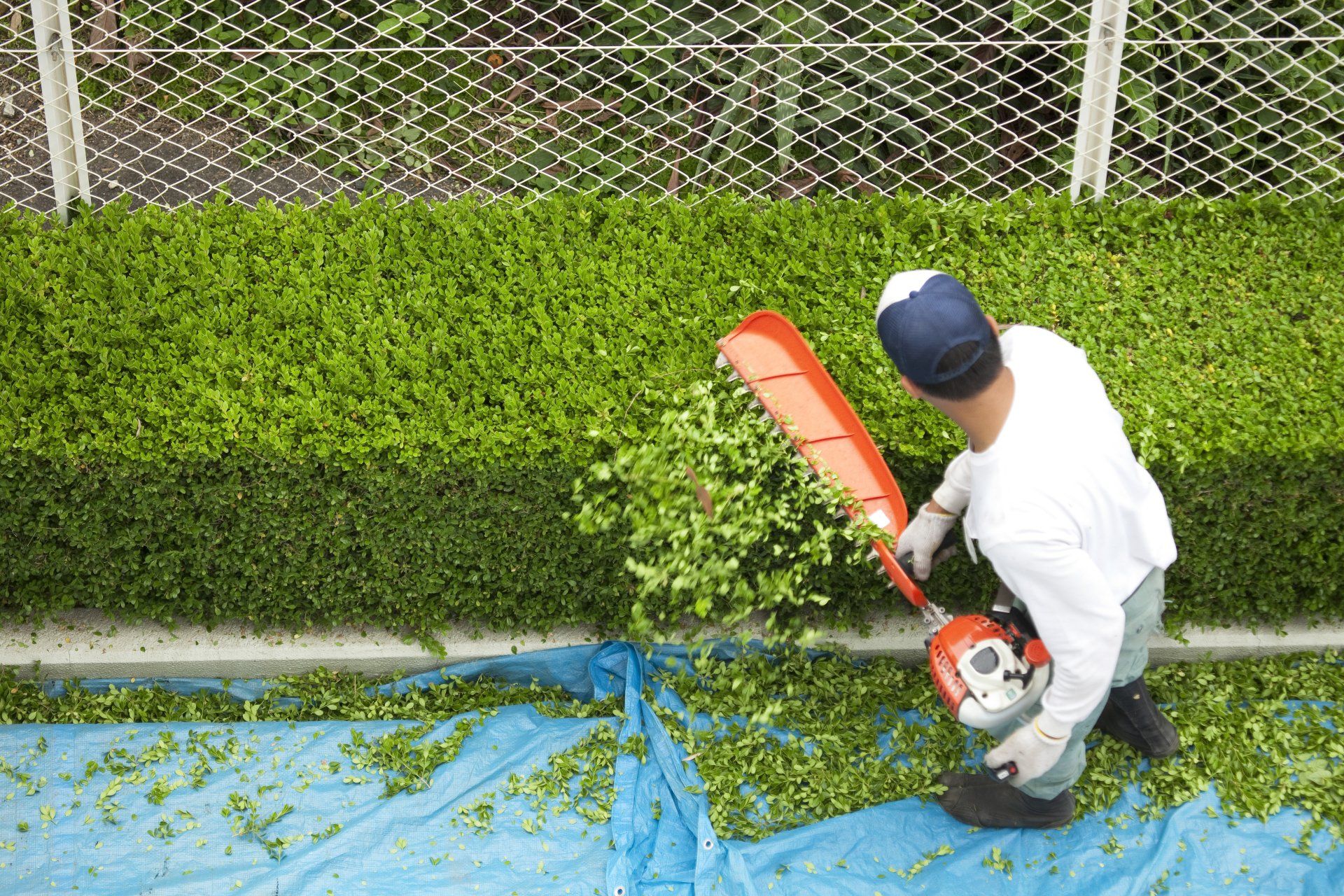A man trimming a hedge with a hedge trimmer