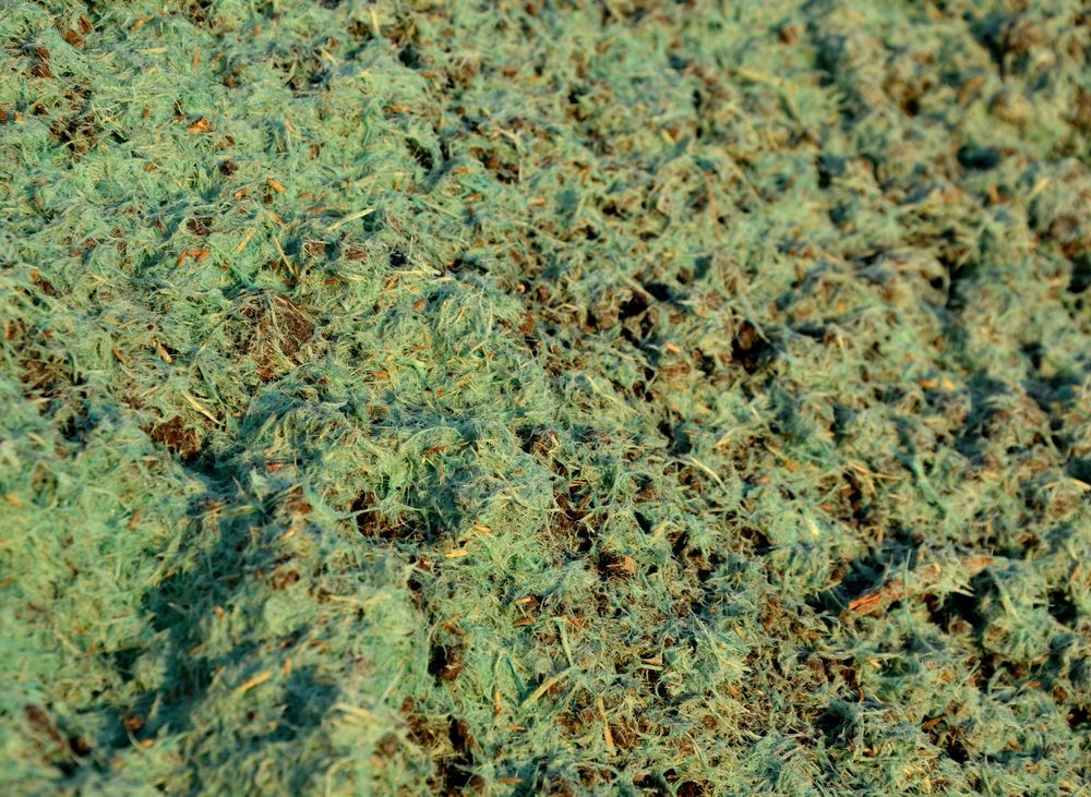 Close-Up of A Pile of Greenish-Brown Fibrous Material — East Coast Hydroseeding in Taree, NSW