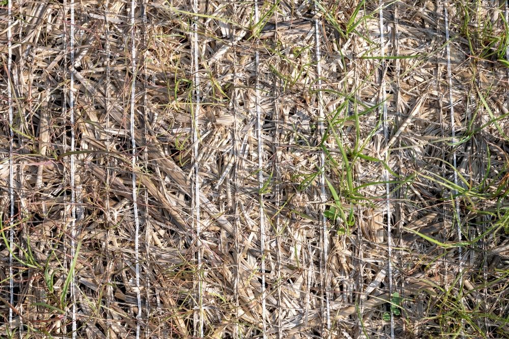 Straw Ground Cover with Vertical Grid Lines and Patches of Green Grass — East Coast Hydroseeding in Forster, NSW