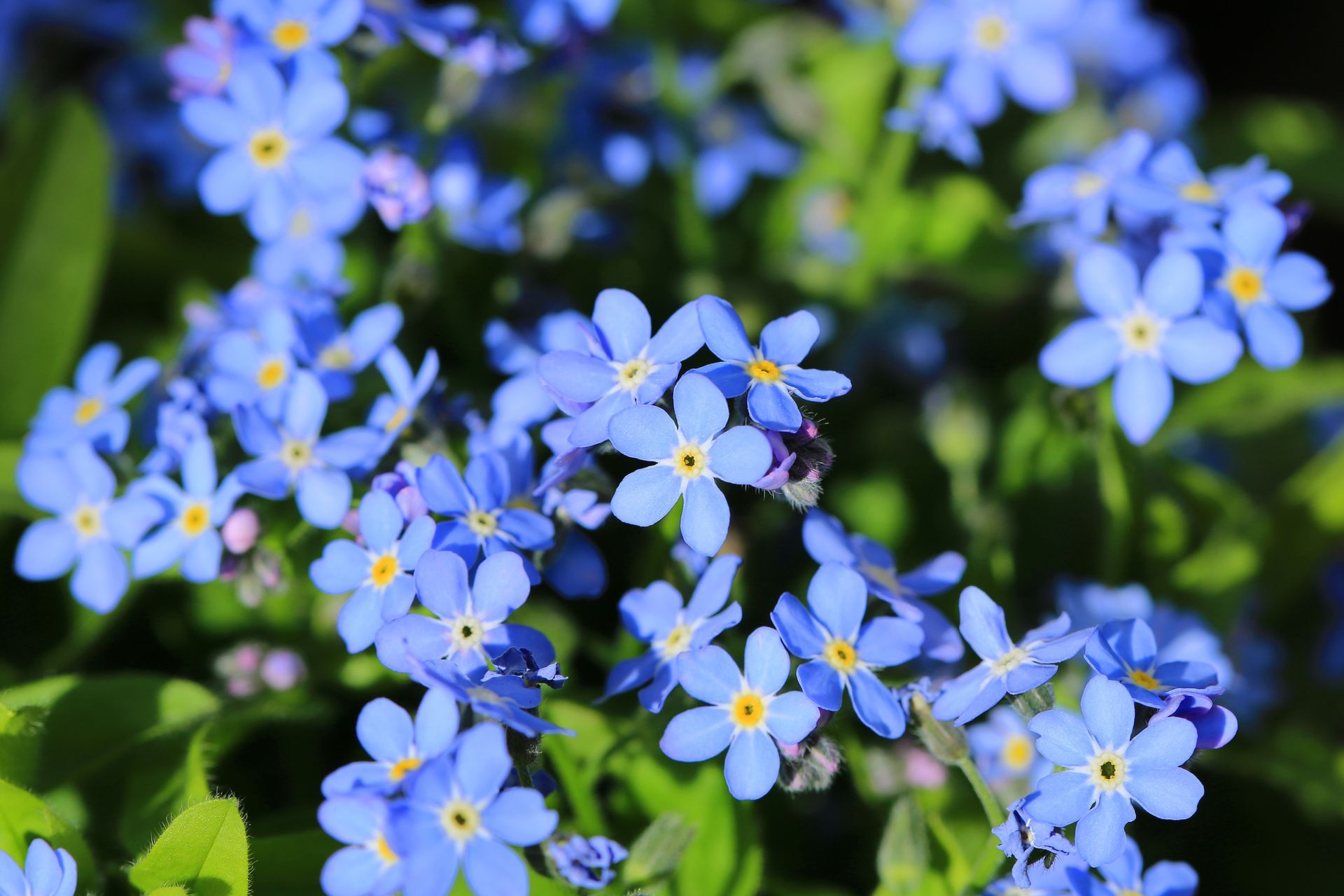 Cluster of small blue forget-me-not flowers with yellow centers and green leaves.