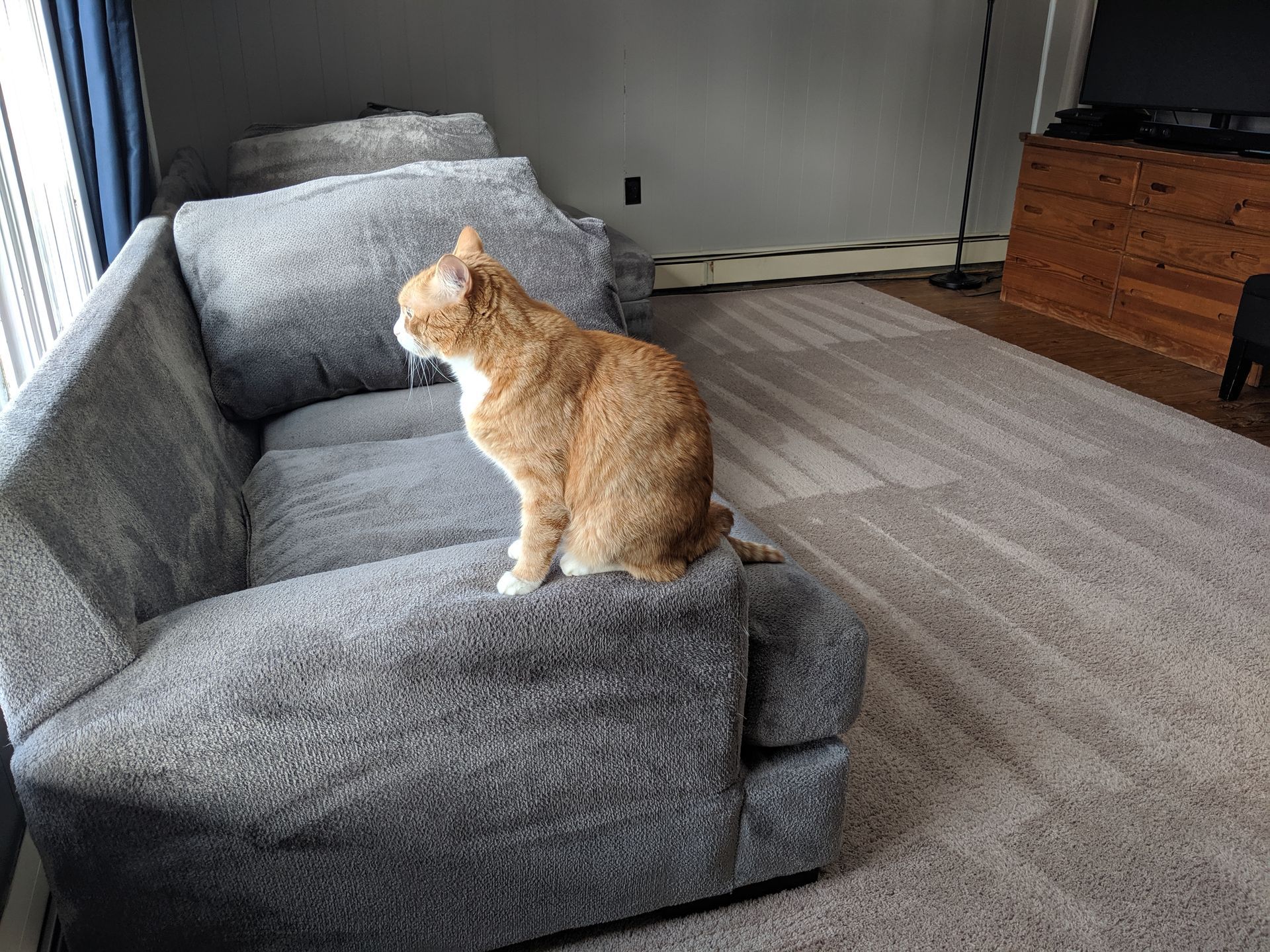 cat chilling on cleaned arm rest