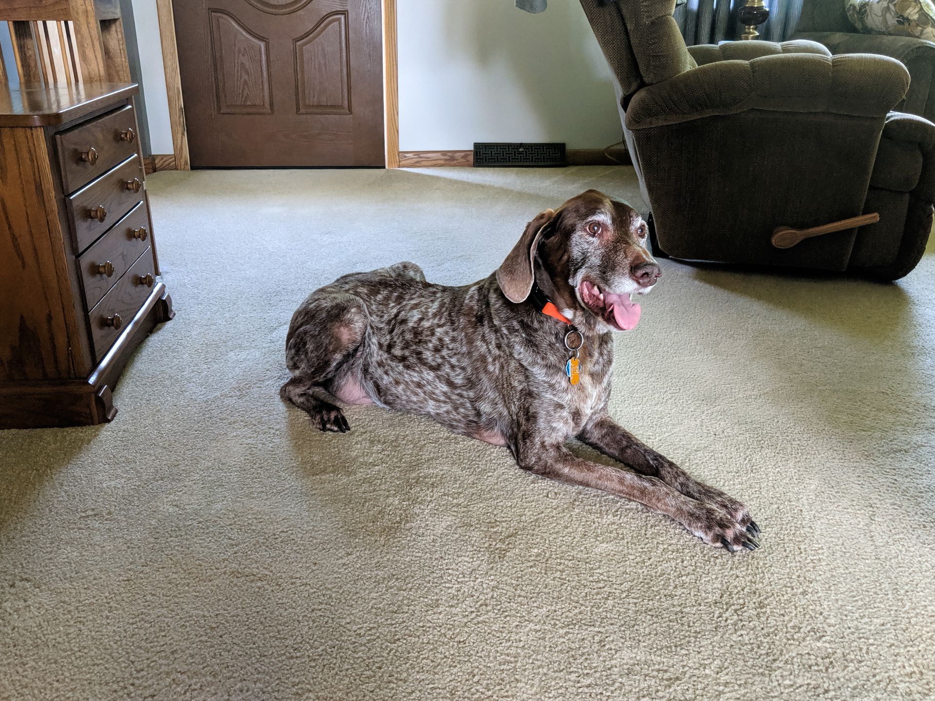 Dog on cleaned living room