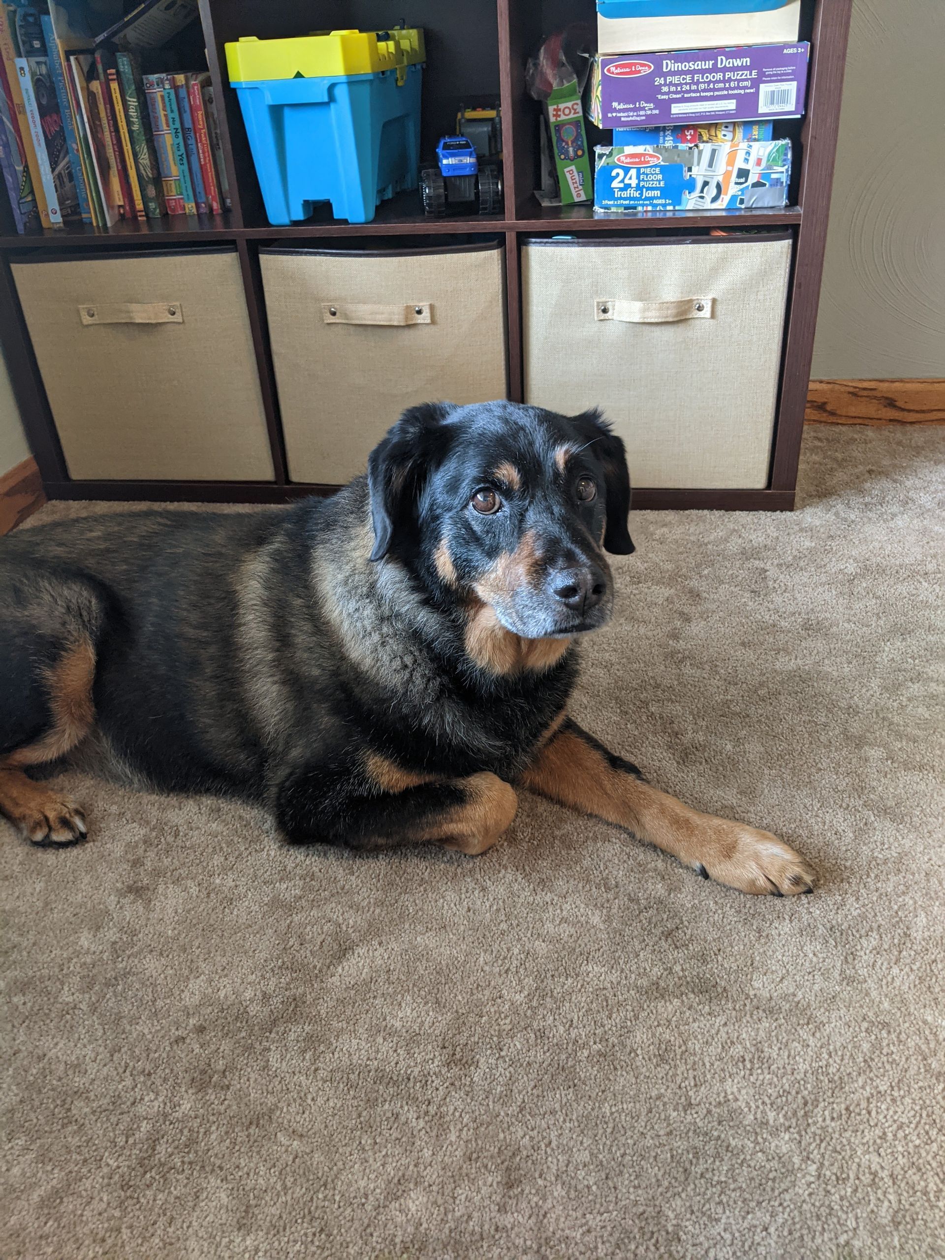 Dog on cleaned carpets