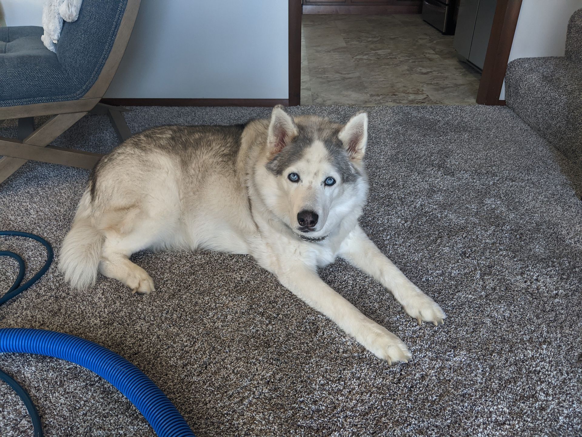 Husky on cleaned carpets