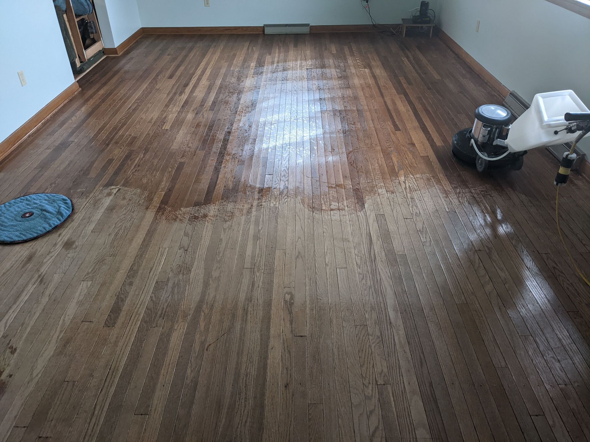 Cat Looking at vacuum