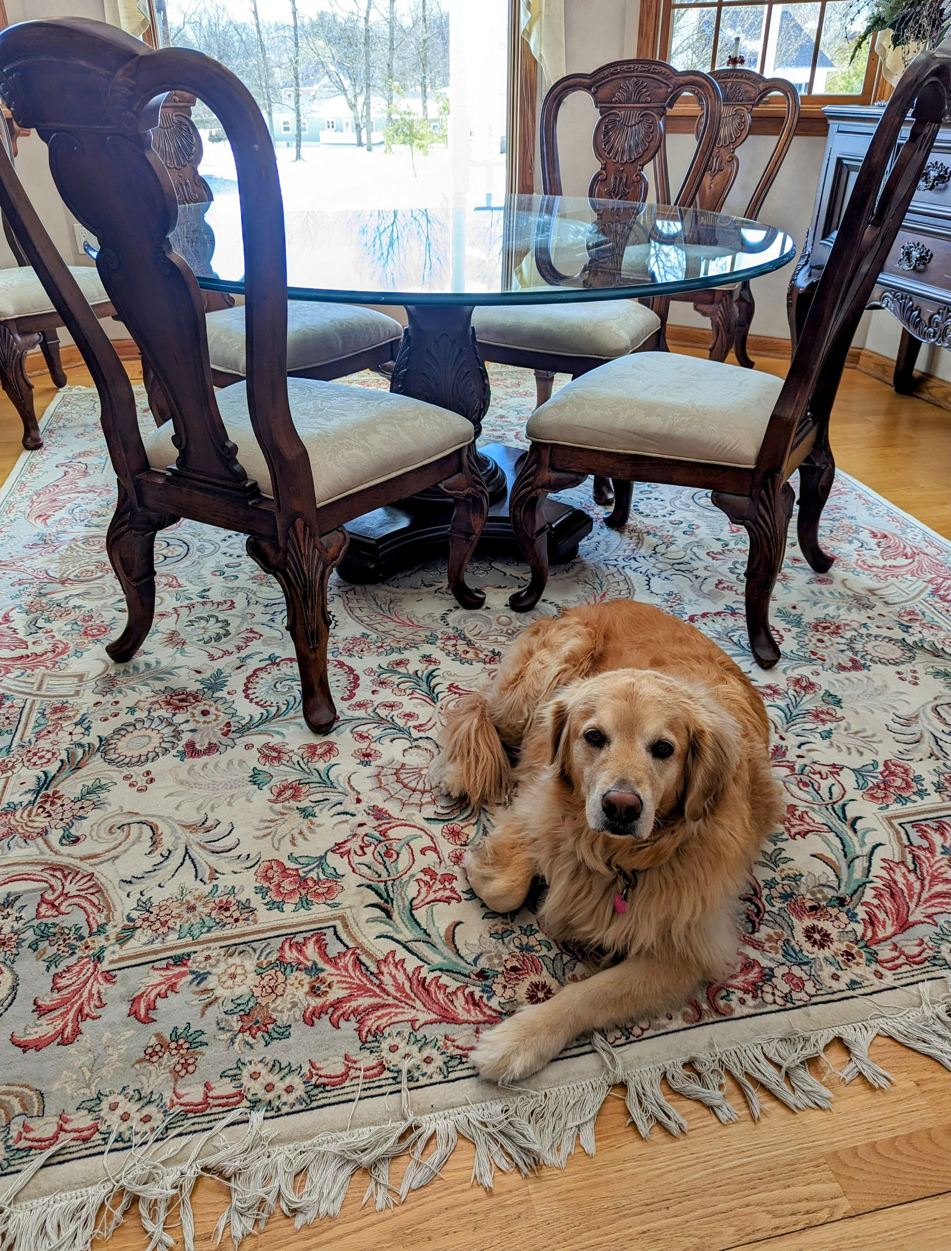Cat Looking at vacuum