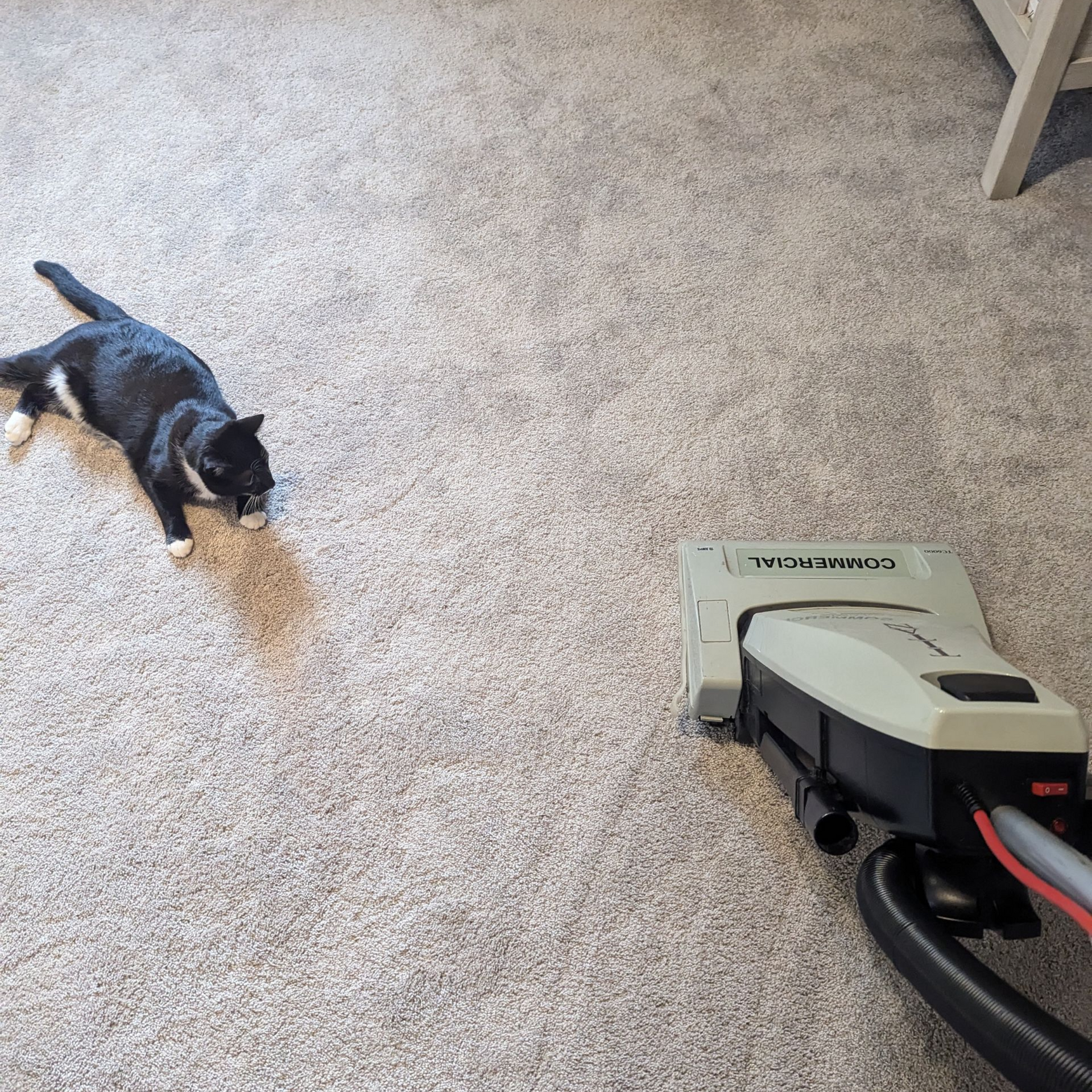 Cat Looking at vacuum