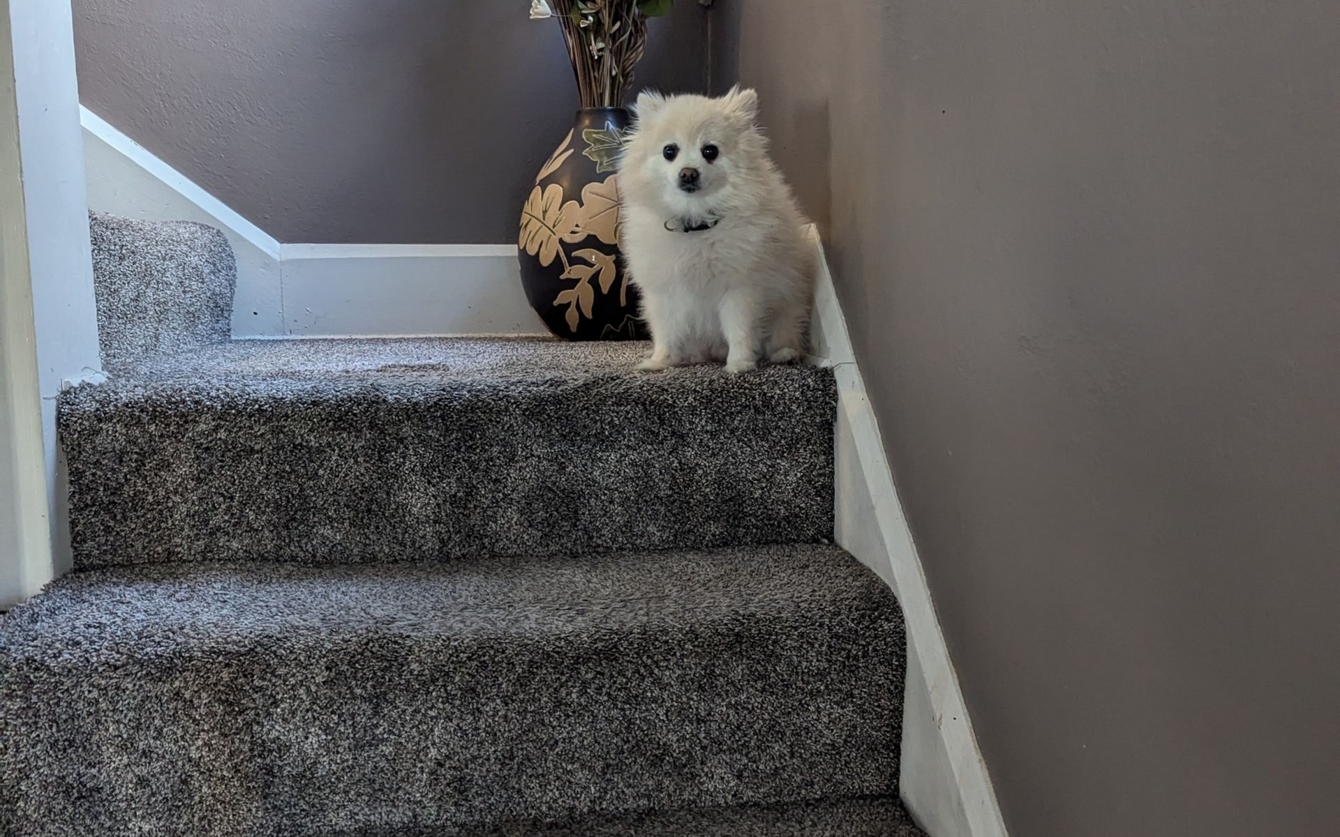 Dog on cleaned steps
