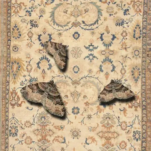 A beige floral-patterned rug with three moths camouflaged against it.