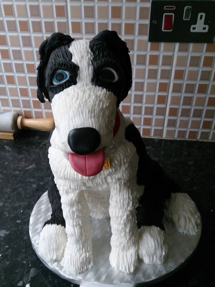 border collie cake