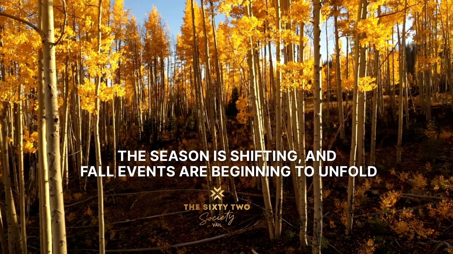 Beautiful fall aspen leaves. the golden hour
