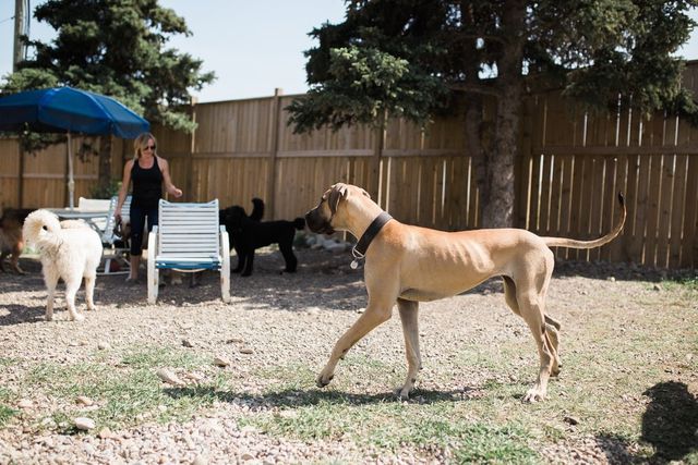 do dogs like daycare