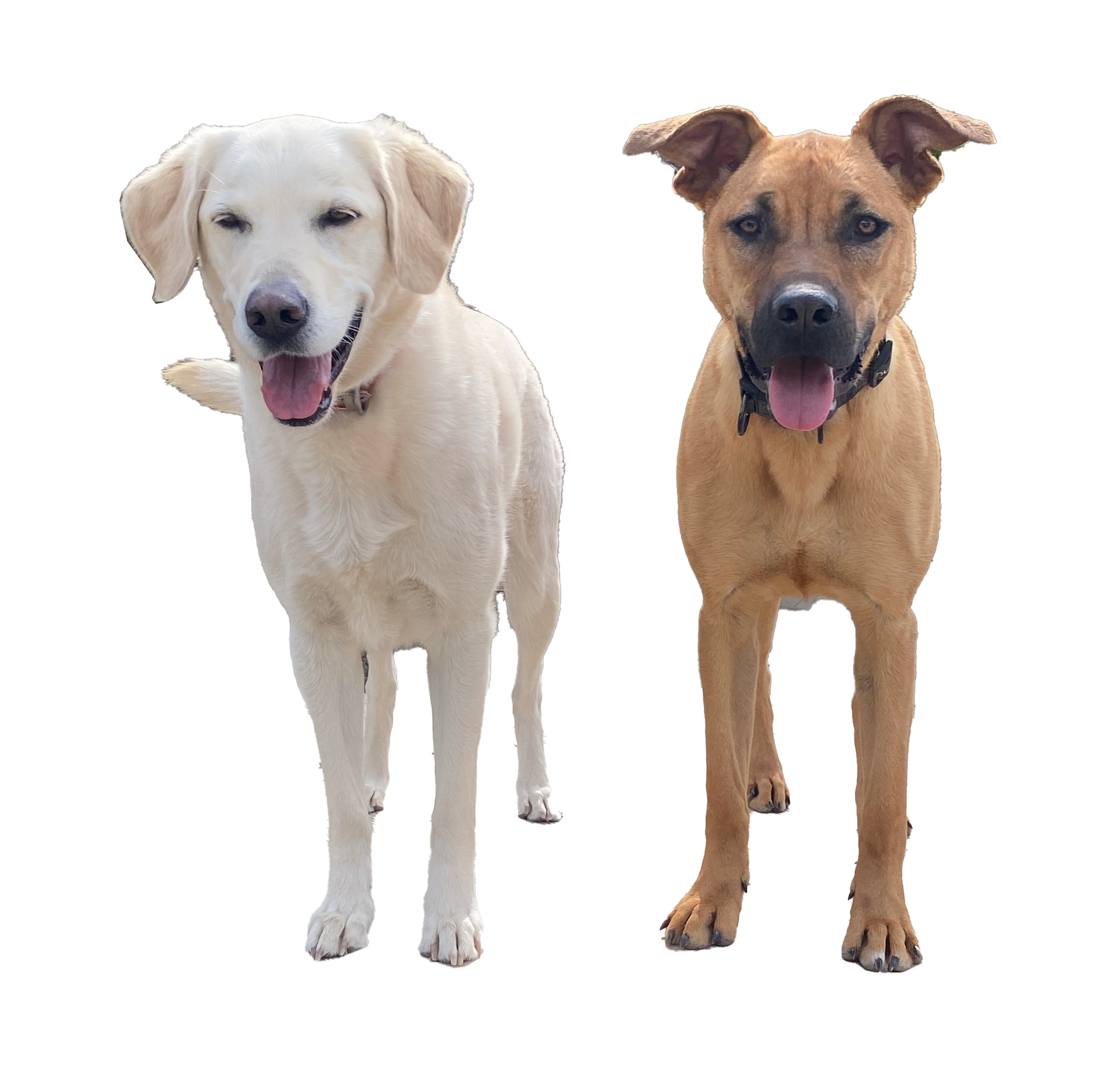 Happy dogs