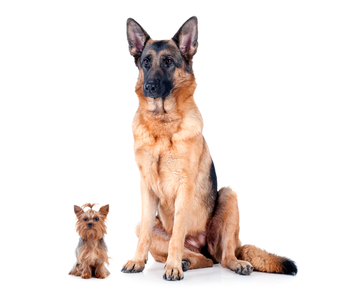 Perros de tamaños muy diferentes juntos, representando cómo el tamaño influye en sus necesidades de alimentación.