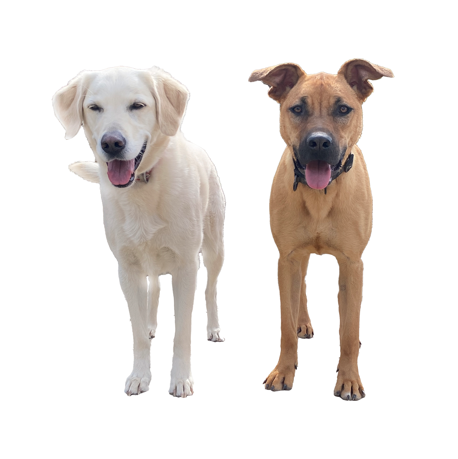 Happy dogs