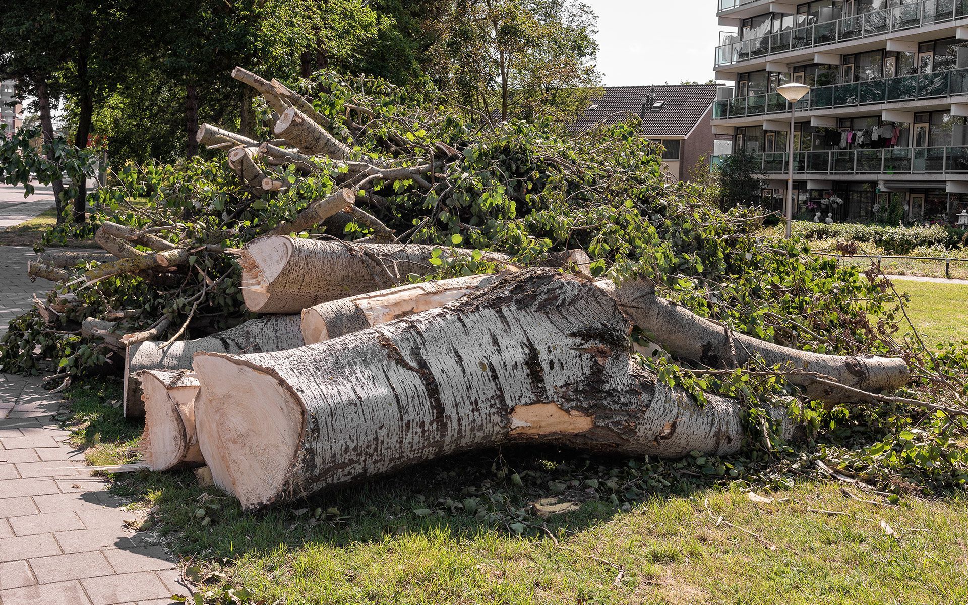Felled trees and branches lie outside on a lawn - Tree Removal In Rochester Hills