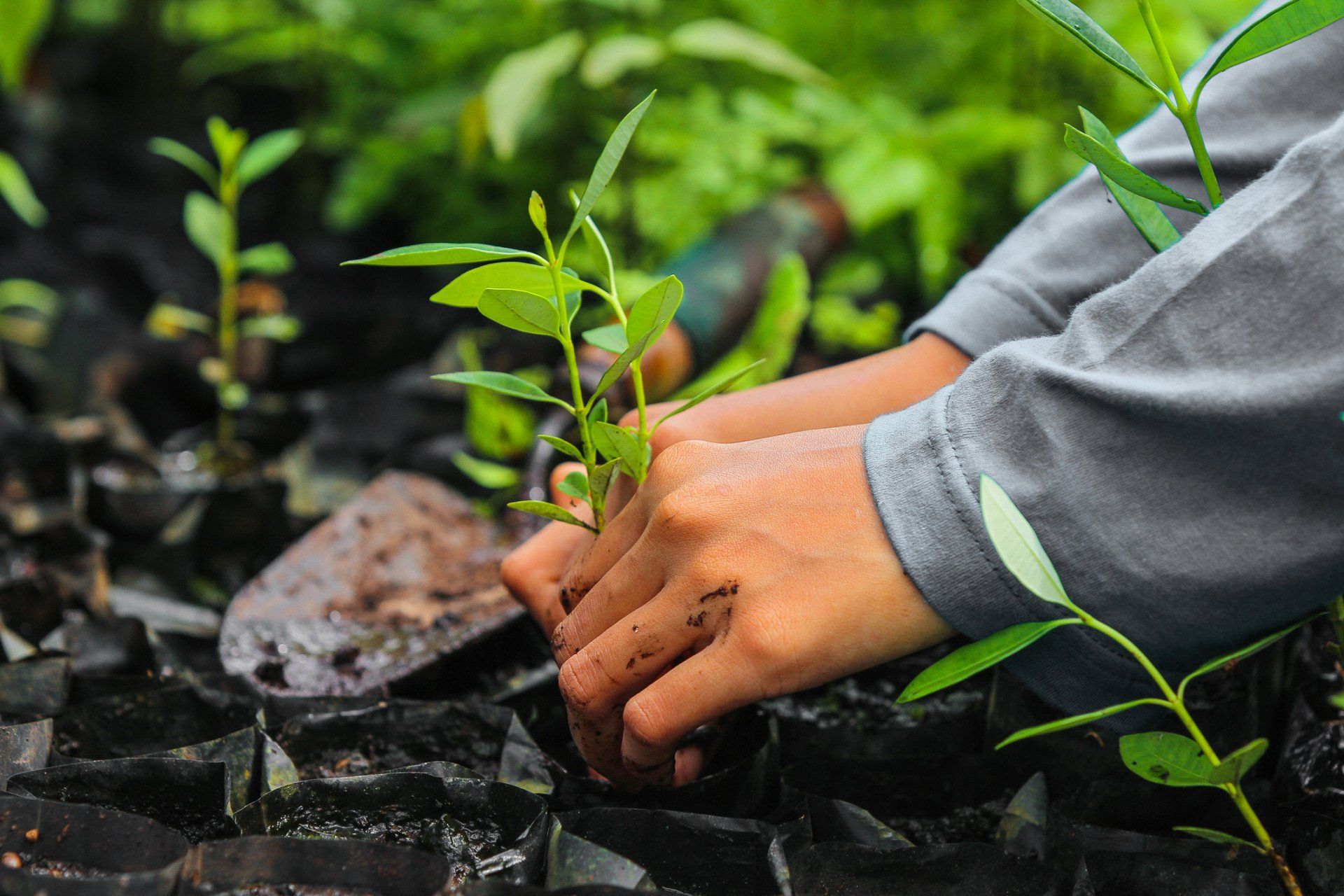 Plant Nursery — Romeo, MI — AWD Tree Service, Inc.