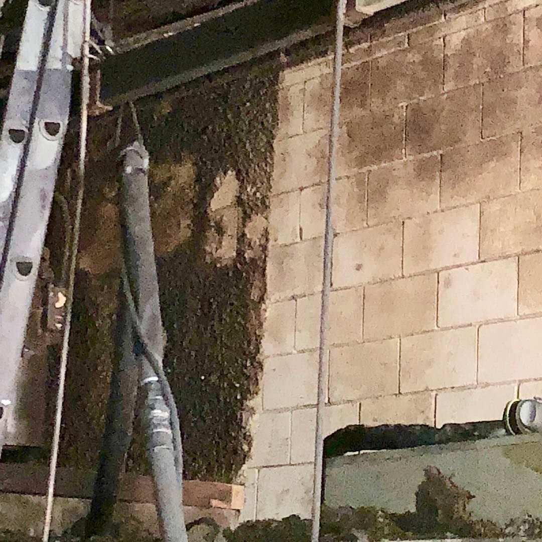 A large swarm of bees clusters on a dark wall next to a light-colored cinder block wall and a metal ladder.