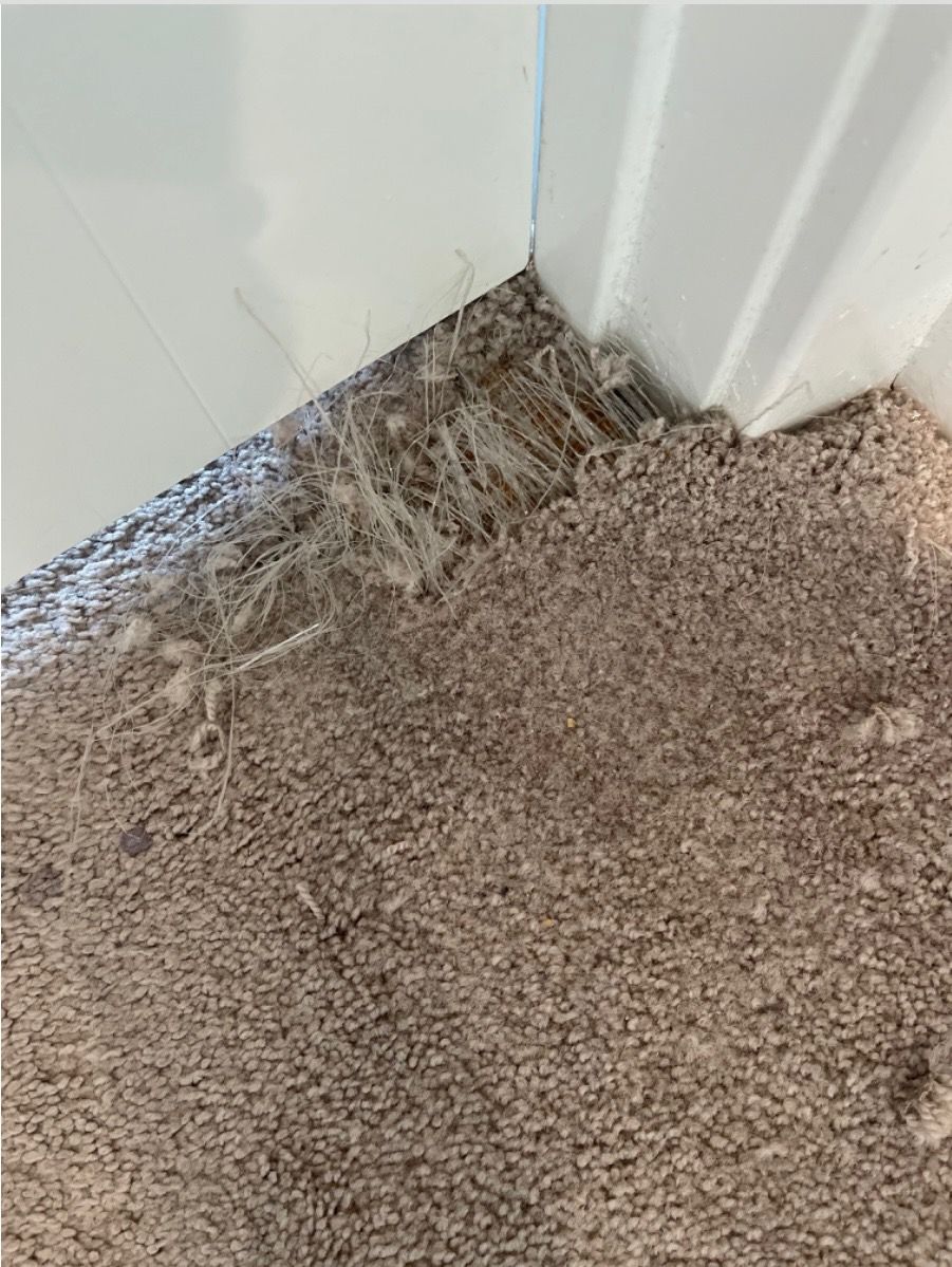 Carpet Stretching Before — Germantown, MD — Father & Son Carpet Cleaning & Repair