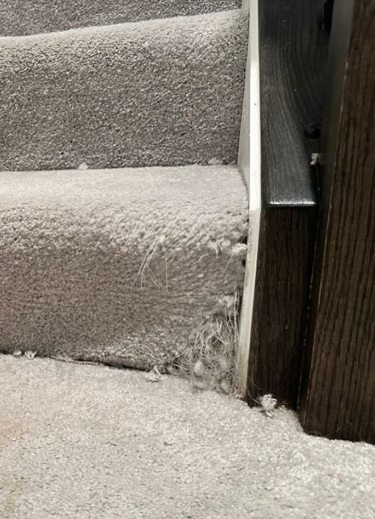 Gray carpet on stairs, with fraying and wear near a dark wooden banister.