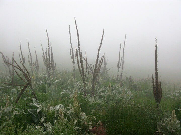 Ekspedīcija uz Serbiju