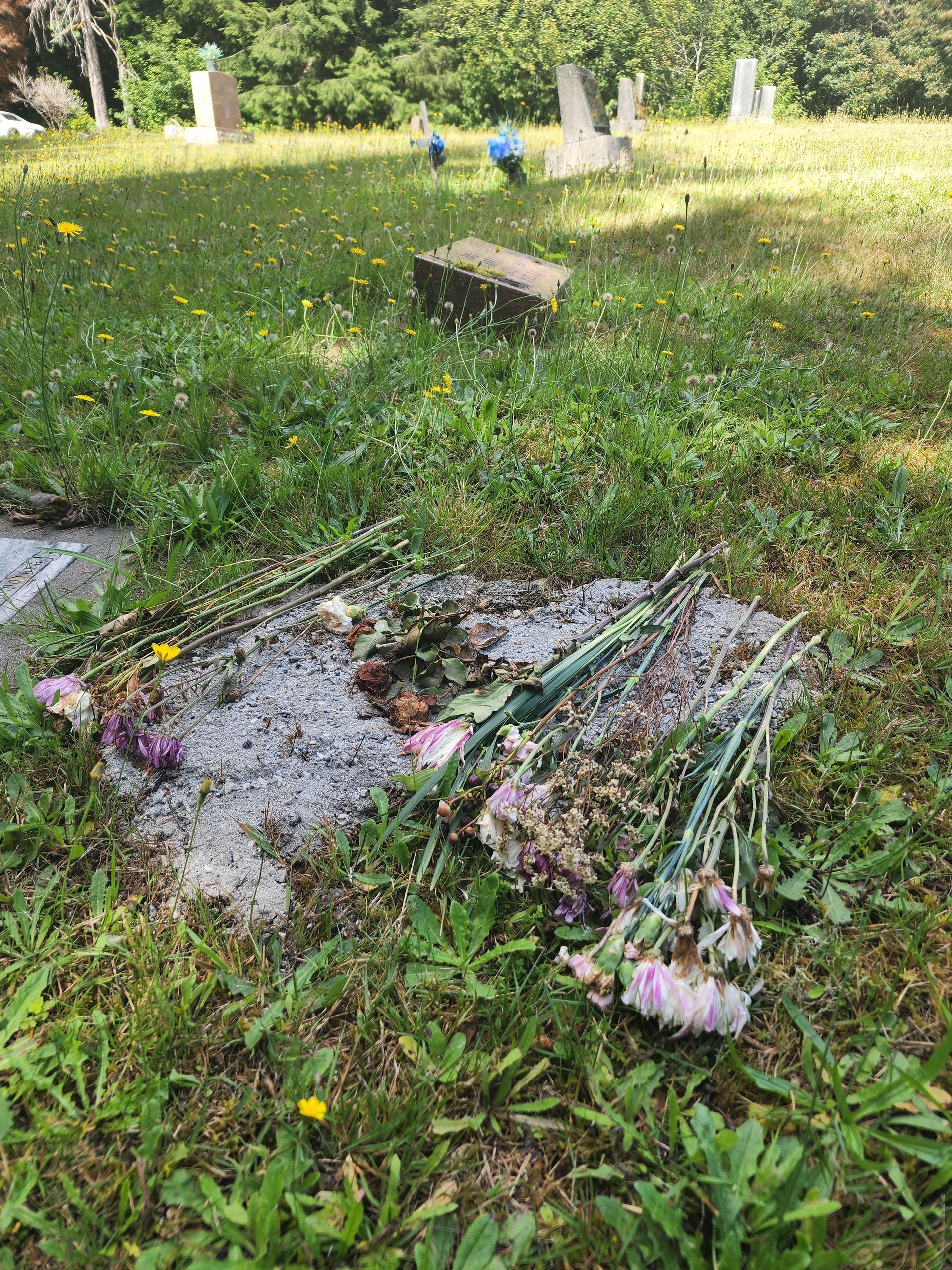 Image of cremated remains spread over existing grave in a cemetery.