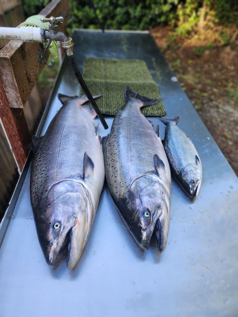 Three fish are sitting on top of a stainless steel table.