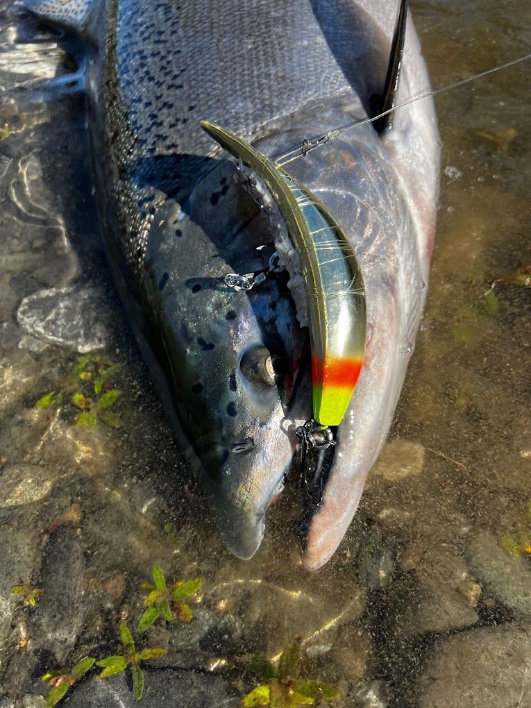 A close up of a fish with a lure in its mouth.