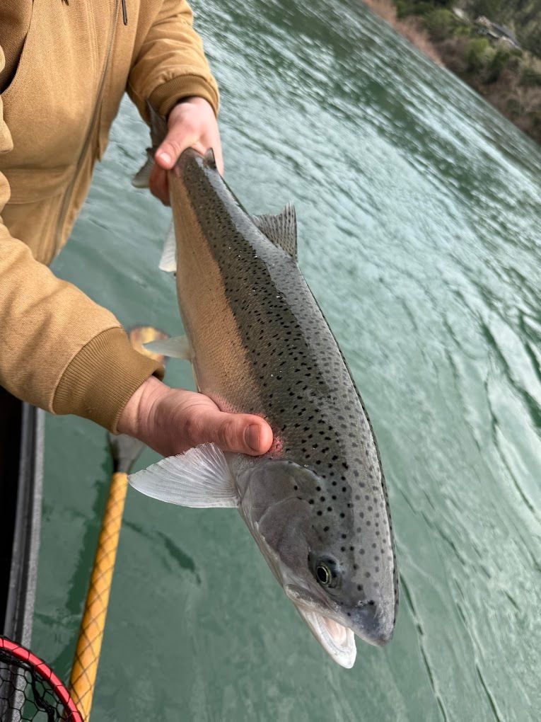 A person is holding a rainbow trout in their hand in front of a body of water.