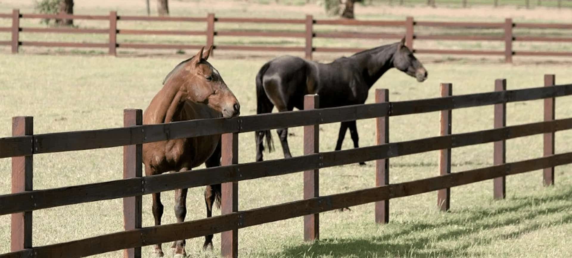 Two Horses Are Standing Behind a Wooden Fence — Osborne Fencing in Bundanoon, NSW
