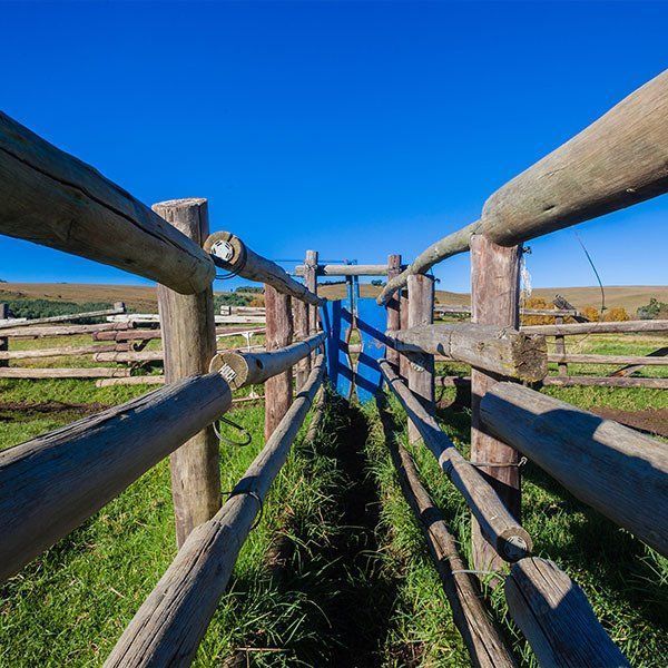 A Wooden Fence Surrounding Cattle Yard — Osborne Fencing in Moss Vale, NSW