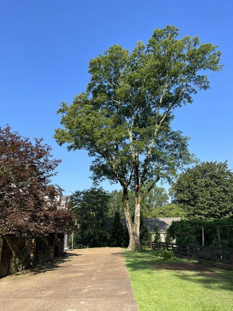 There is a large tree in the middle of a driveway.