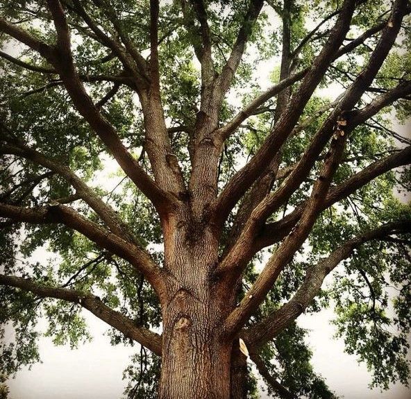 Looking up at a tree with lots of branches and leaves