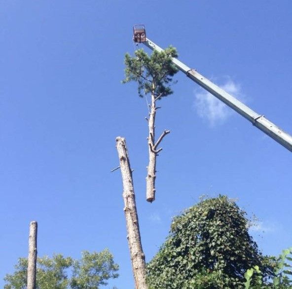 A tree is being cut down by a crane.
