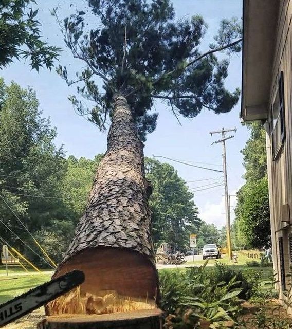 A stihl chainsaw is being used to cut a tree