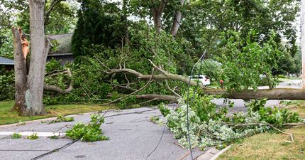 A tree that has fallen on the side of the road.