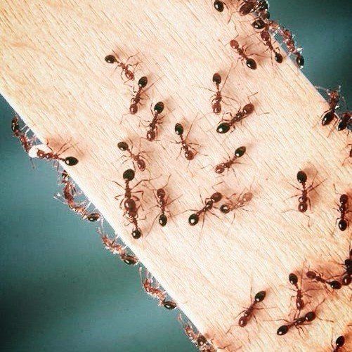 Seymour pest control, ants, pest control