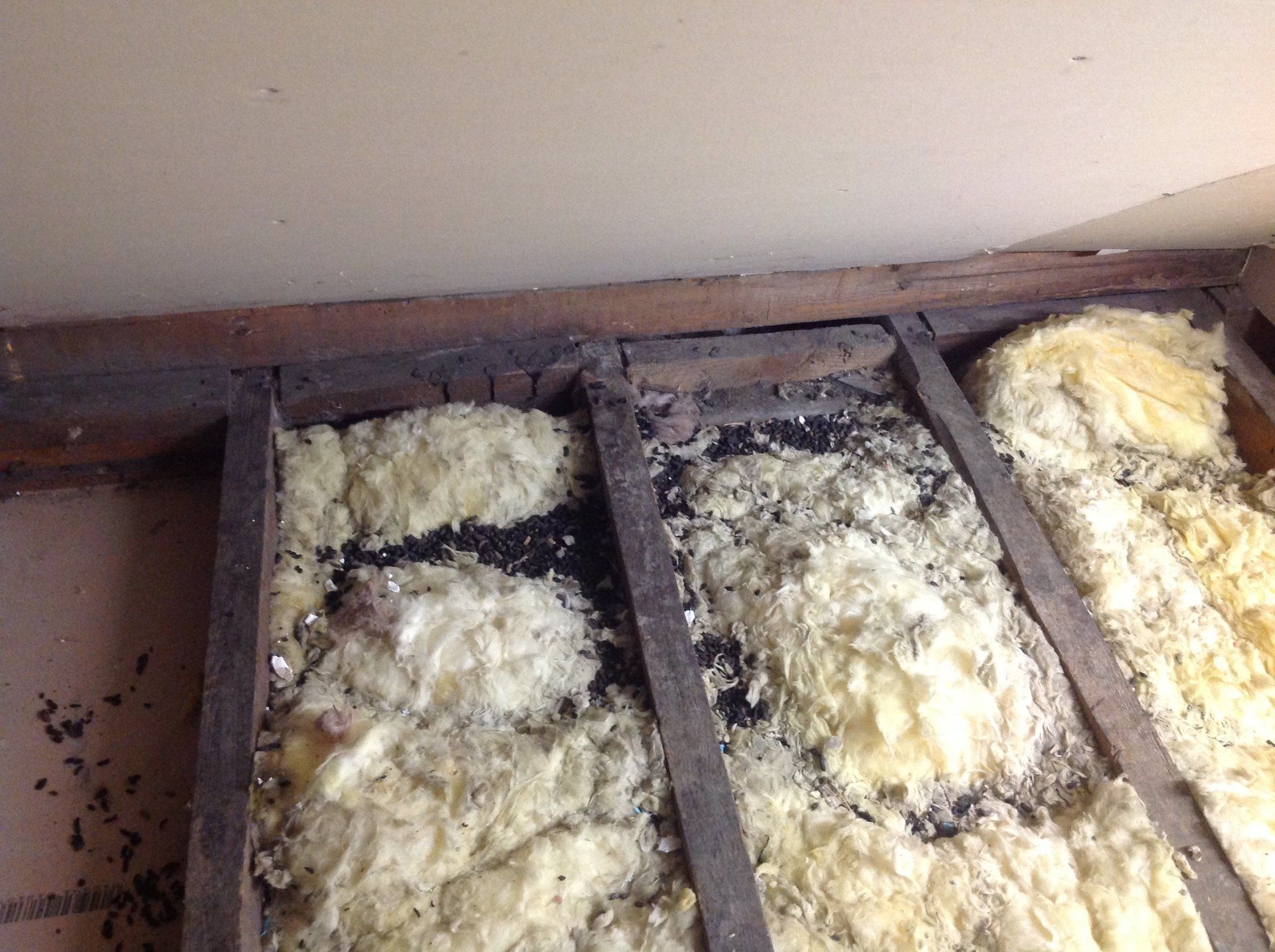 Seymour pest control, pest control rye, pest control tenterden, mark seymour,seymour pest control