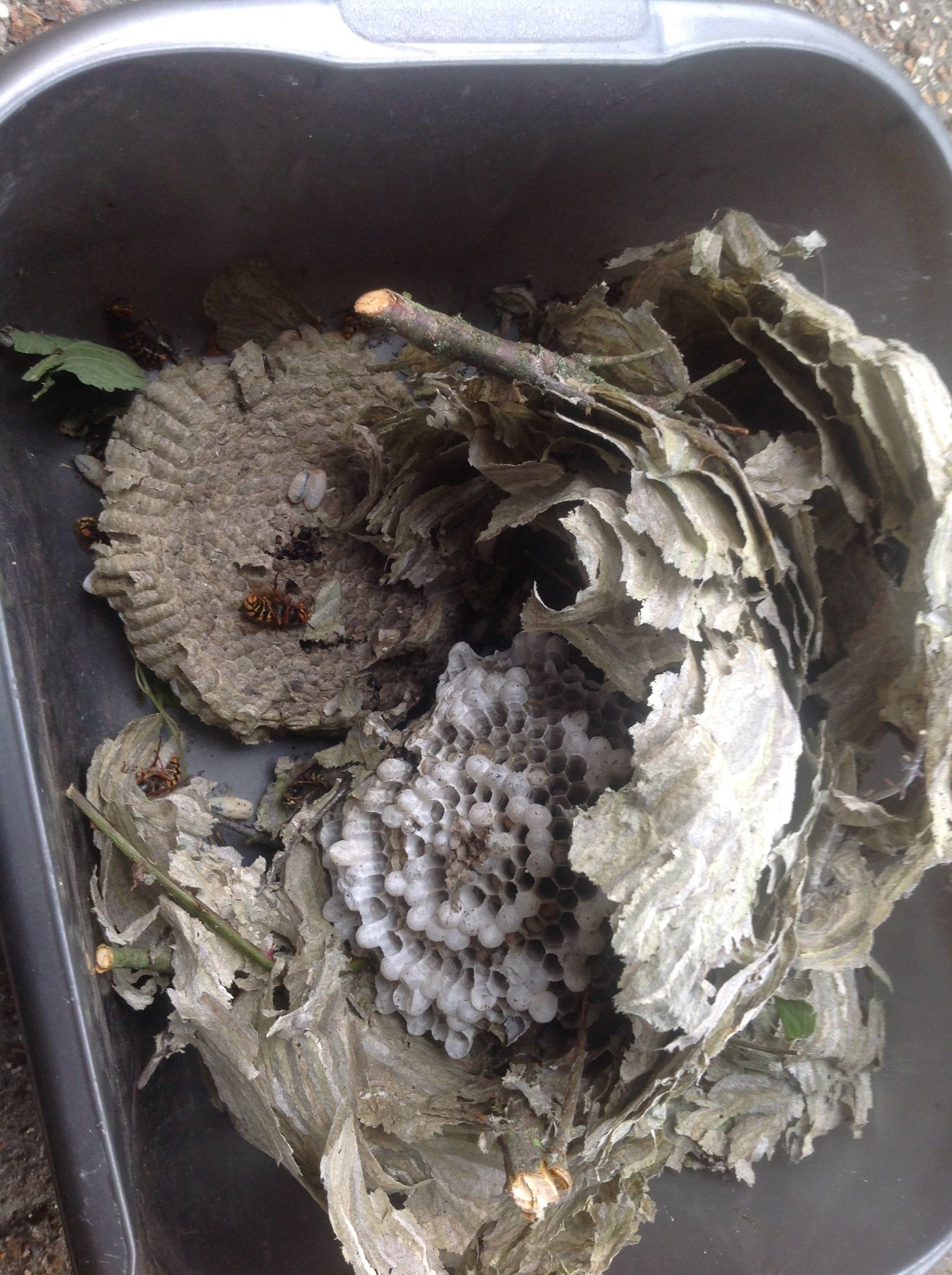 Seymour pest control, pest control rye, pest control tenterden, mark seymour,seymour pest control