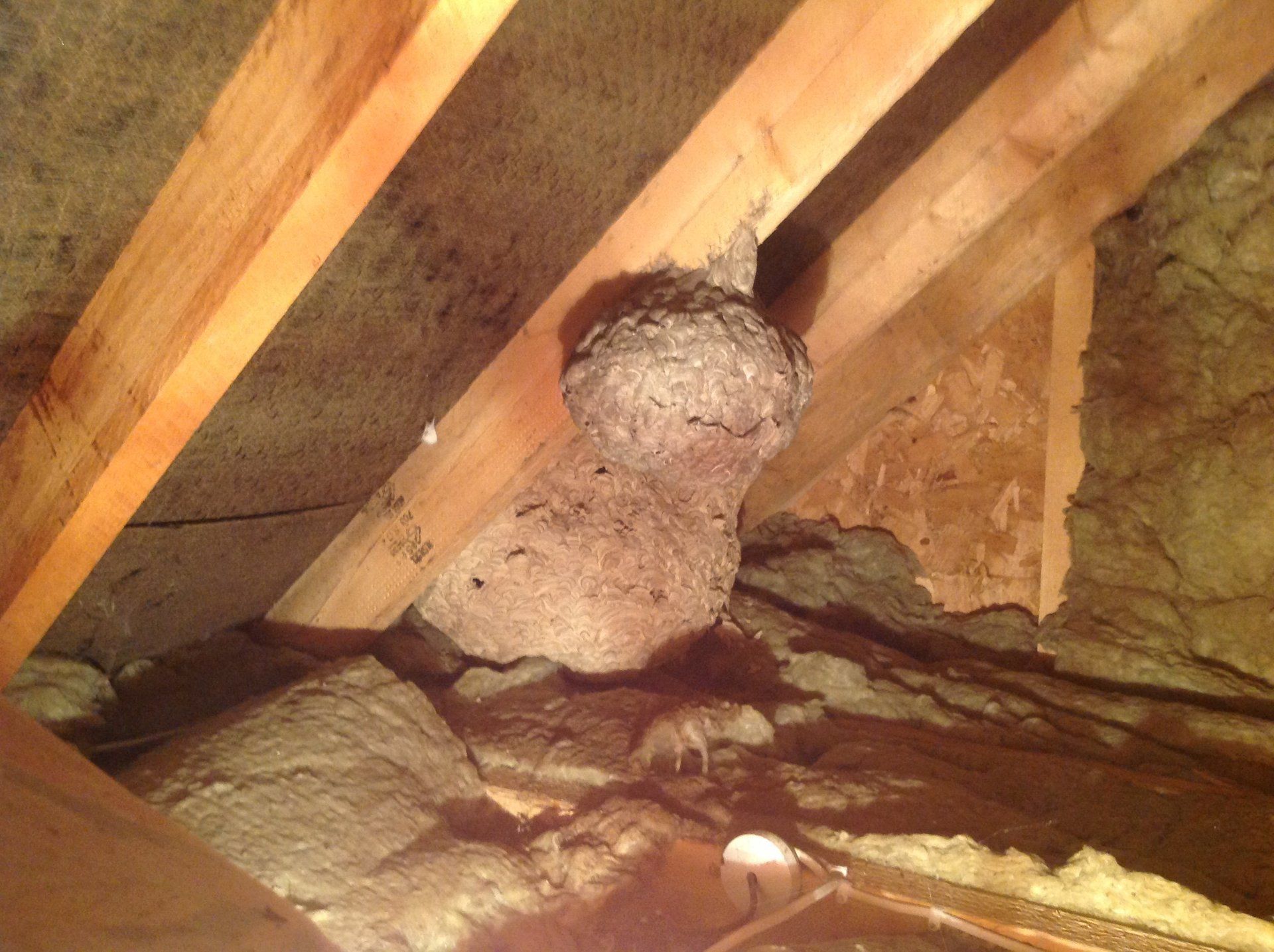 Seymour pest control, pest control rye, pest control tenterden, mark seymour,seymour pest control