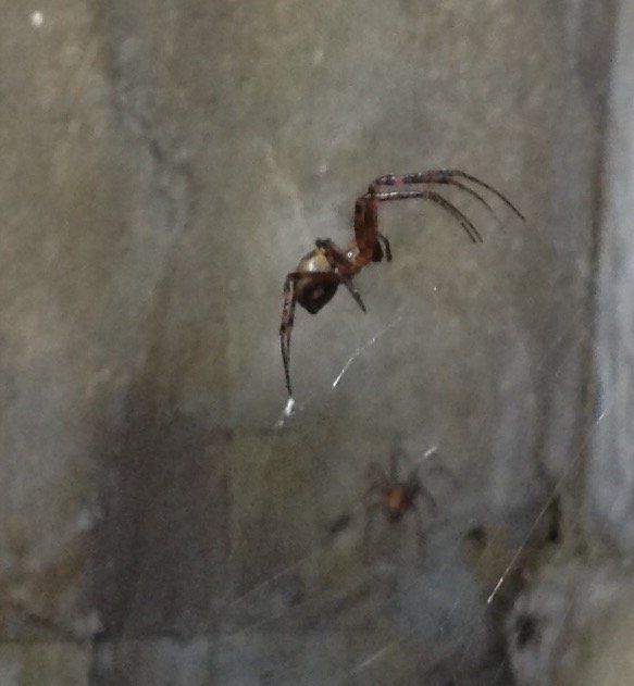 Seymour pest control, pest control rye, pest control tenterden, mark seymour,seymour pest control