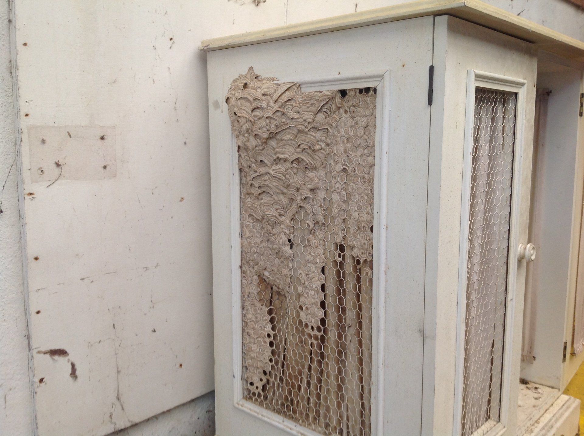 Seymour pest control, pest control rye, pest control tenterden, mark seymour,seymour pest control