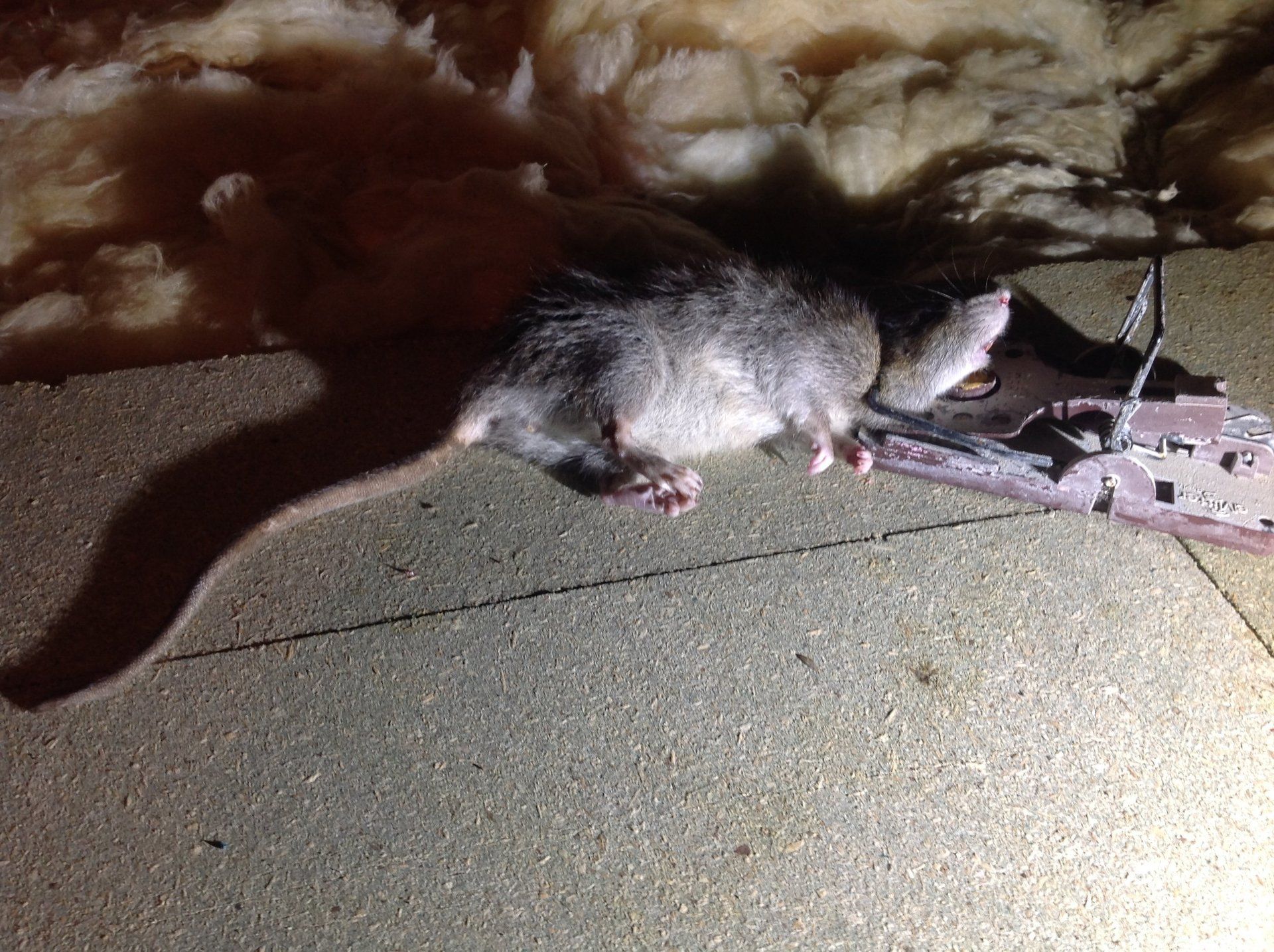 Seymour pest control, pest control rye, pest control tenterden, mark seymour,seymour pest control