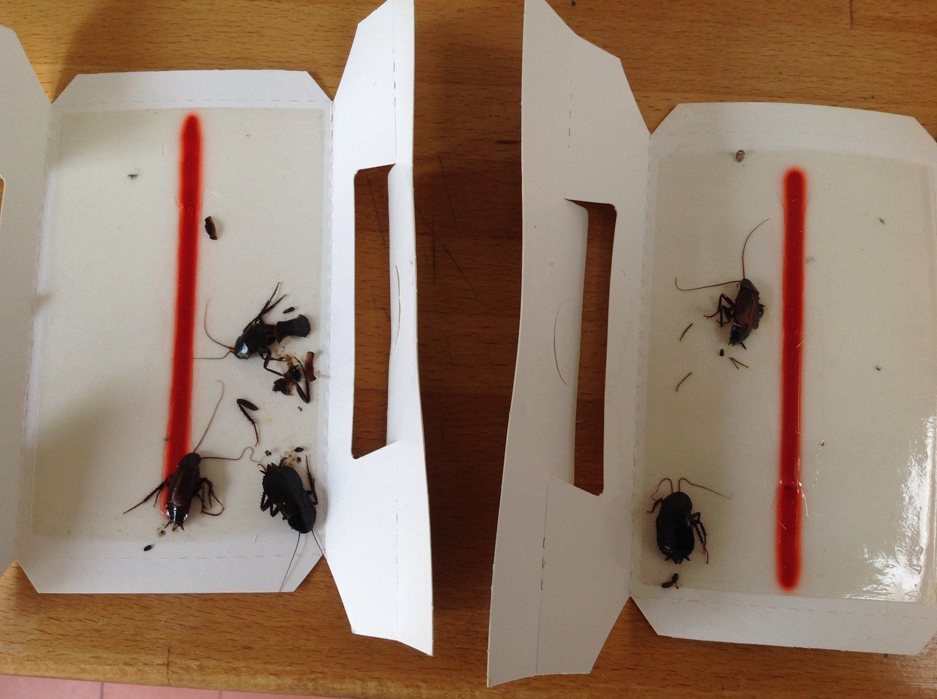 Seymour pest control, pest control rye, pest control tenterden, mark seymour,seymour pest control