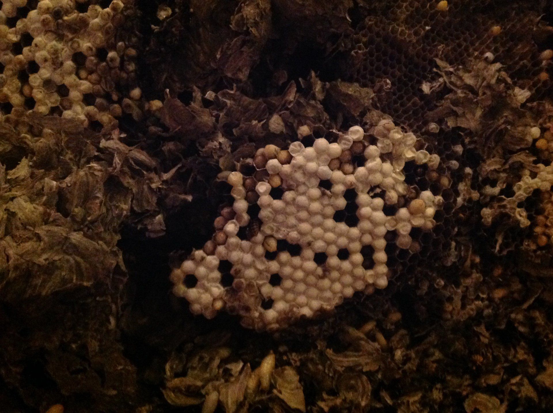 Seymour pest control, pest control rye, pest control tenterden, mark seymour,seymour pest control