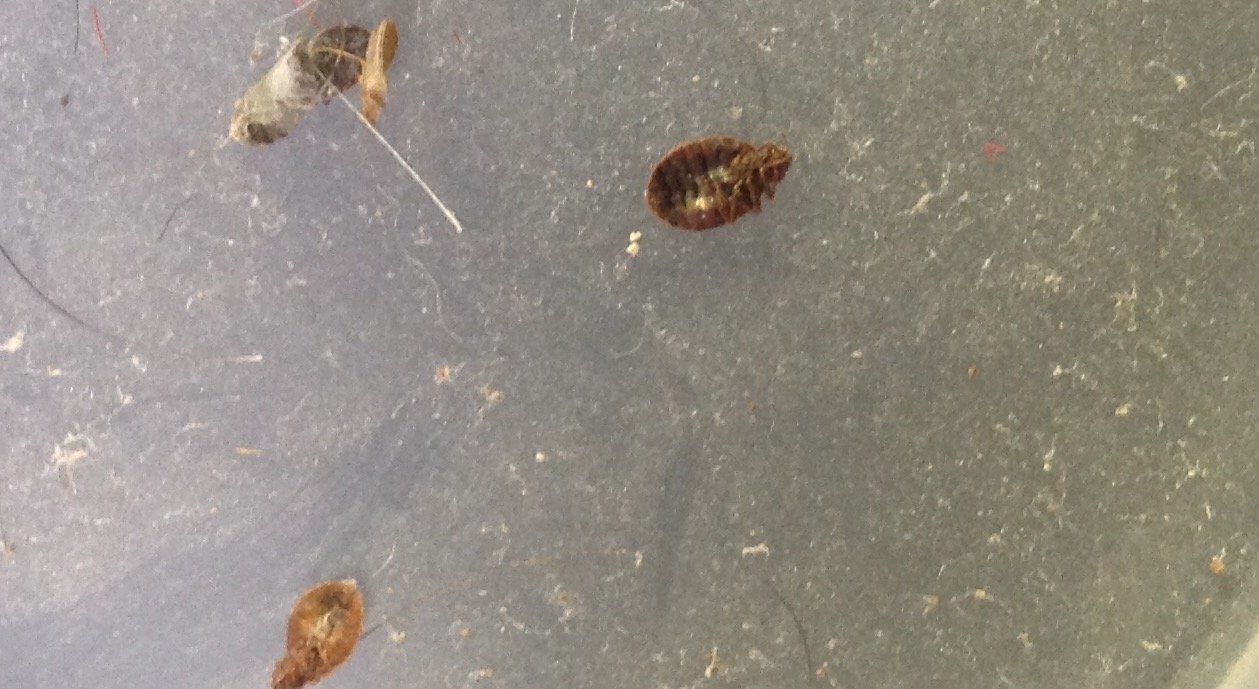 Seymour pest control, pest control rye, pest control tenterden, mark seymour,seymour pest control