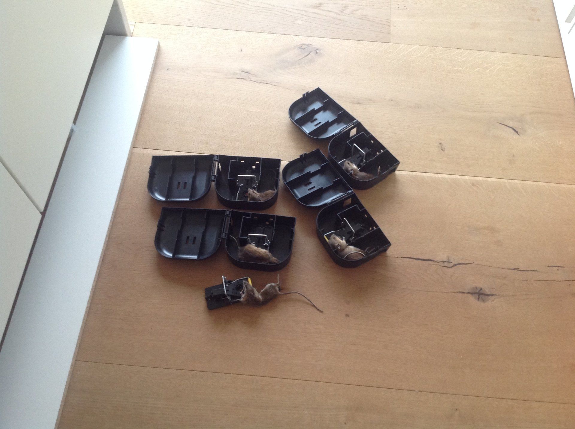 Seymour pest control, pest control rye, pest control tenterden, mark seymour,seymour pest control